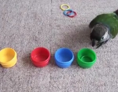 Virales Video „Sind Vögel dumm oder intelligent?“ erhält über 55.000 Klicks