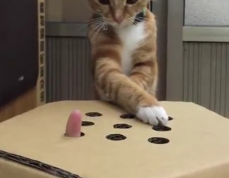 Virales Video „Katze spielt Whack a Finger und wird über 26 Millionen Mal angeklickt“