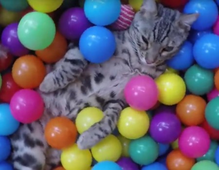 Virales Video „Kätzchen im Bällebad“ erreicht mehr als 135.000 Klicks