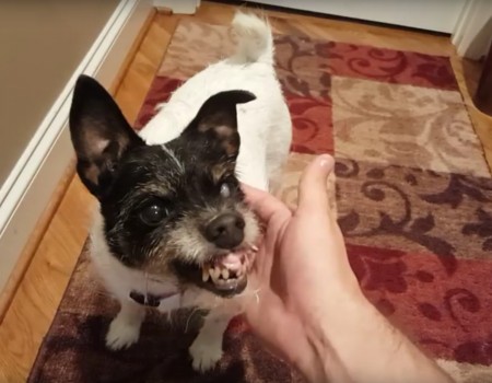 Virales Video „Gruseliger Hund knurrt“ erreicht mehr als 1,1 Millionen Klicks