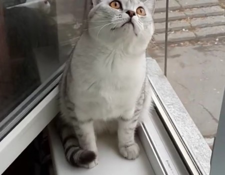 Virales Video „Fokussierte Katze“ erreicht mehr als 8,8 Millionen Klicks