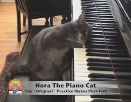 Virales Video „Piano Cat“ erreicht mehr als 2,4 Millionen Klicks