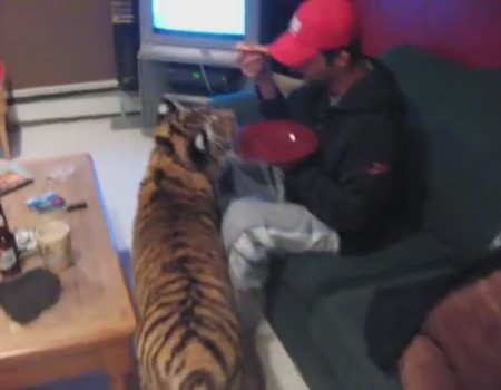 Virales Video „Ein Tiger als Stubenkater“ erreicht mehr als 22 Millionen Klicks