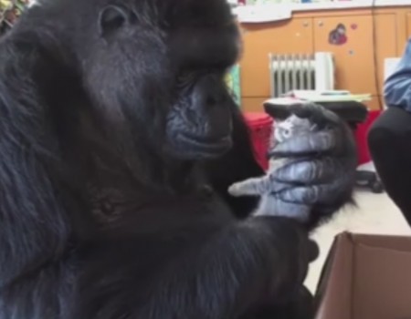 Virales Video „Affe trifft auf kleine Kätzchen“ erreicht mehr als 15,6 Millionen Klicks