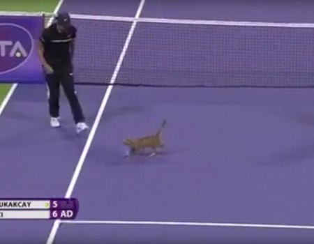 Virales Video „Katze stoppt Tennis Match“ erreicht mehr als 1,8 Millionen Klicks