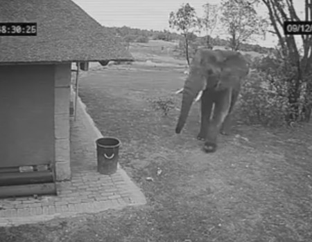 Virales Video „Elephant hebt Müll auf und wirft es in die Tonne“ erreicht mehr als 4,3 Millionen Klicks