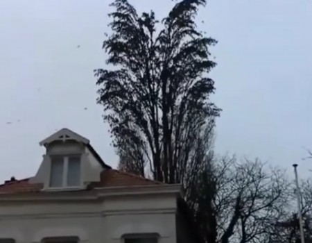 Virales Video „Baum der Millionen Fledermäuse“ erreicht mehr als 667.000 Klicks