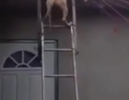 Virales Video „Hund steigt Leiter hinab“ erreicht mehr als 12 Millionen Klicks