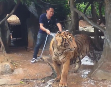 Virales Video „Tiger nimmt ein Bad“ erreicht mehr als 684.000 Klicks
