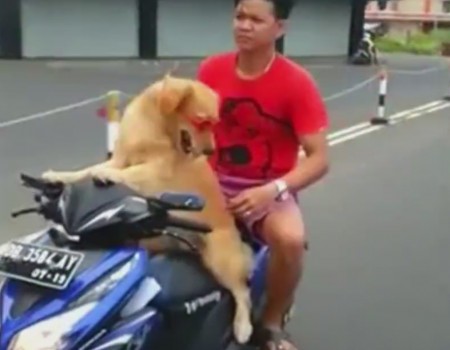 Virales Video „Hund fährt Motorroller“