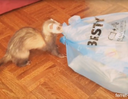 Virales Video „Frettchen bringen den Müll raus“