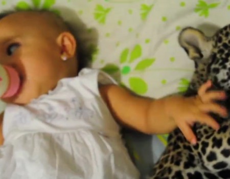 Virales Video „Baby und Jaguar-Baby genießen ihre Mahlzeit“ erreicht mehr als 1,3 Millionen Klicks