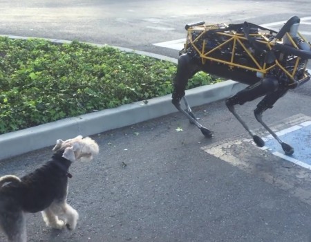 Virales Video „Google-Roboterhund trifft auf echten Hund“ erreicht mehr als 1,1 Millionen Klicks