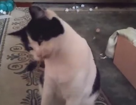 Virales Video „Katzen und Haargummis“