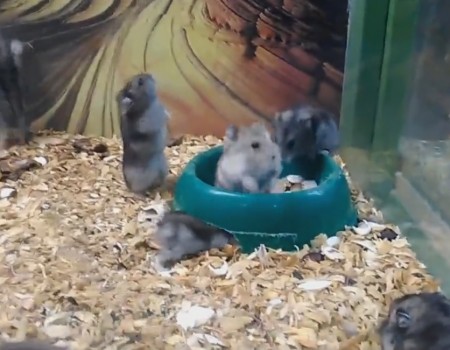 Virales Video „Hilfe, mein Hamster nimmt Drogen“