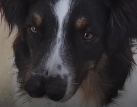 Virales Video „Hund mit zwei Nasen“