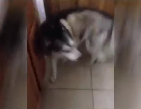 Virales Video „Husky will nicht baden“