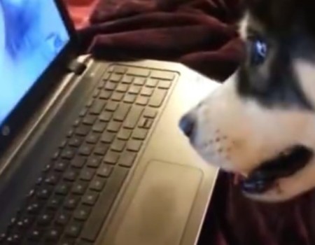 Virales Video „Skypen mit einem Husky“