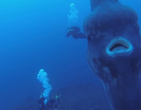Virales Video „The ocean is f*cking terrifying“