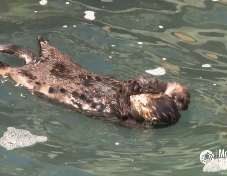 Virales Video „Otter-Mama beim Kuscheln“