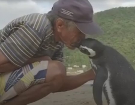 Virales Video „Freundschaft zwischen Mensch und Pinguin“