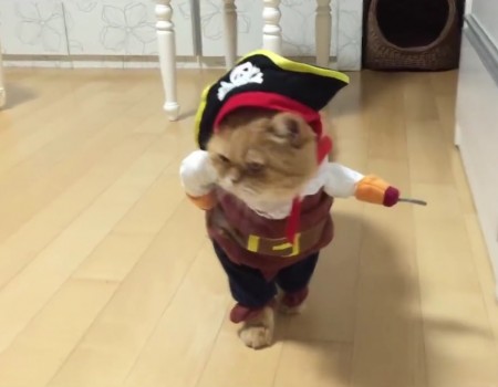Virales Video „Katze als Pirat verkleidet“