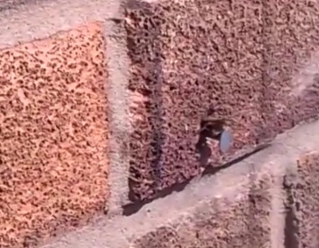 Virales Video „Beeman – Biene zieht Nagel aus der Wand“