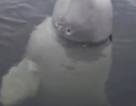 Virales Video „Weißer Wal lässt sich in der Wildnis füttern“