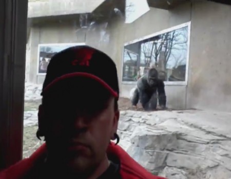 Virales Video „Gorilla greift Menschen an“