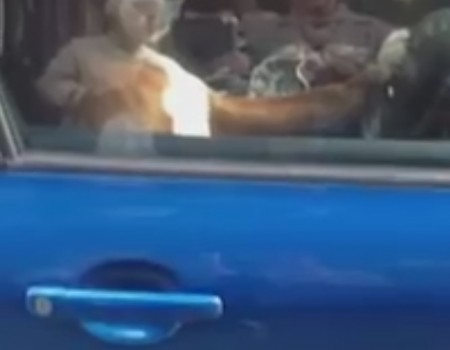 Virales Video „Hund hupt im Auto“