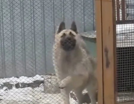 Virales Video „Hund tanzt und ist glücklich“
