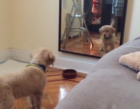 Virales Video „Hund sieht sich im Spiegel“