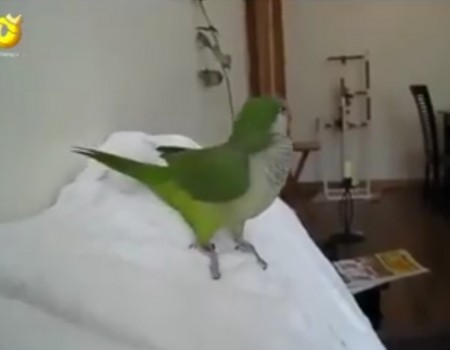 Virales Video „Vogel lacht gruselig“
