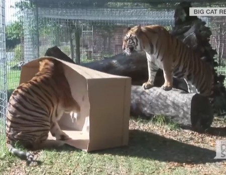 Virales Video „Große Kittys mögen auch Kartons“