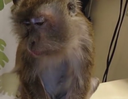 Virales Video „Geschminkter Affe“