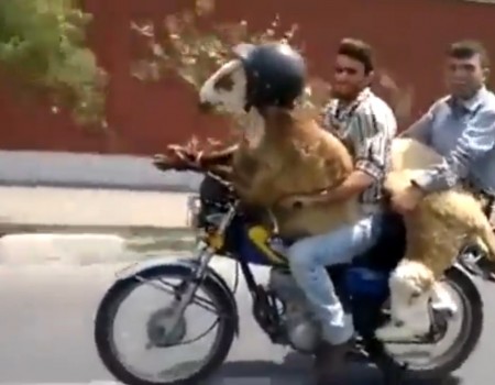Virales Video „Zwei Schafe fahren Motorrad“
