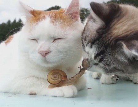 Virales Video „Zen Cat“