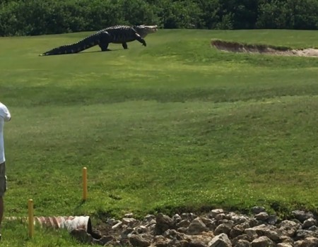 Virales Video „Alligator schlendert in Florida über Golfplatz“