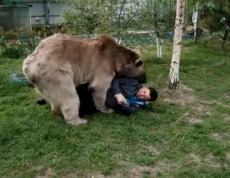 Virales Video „Familienleben mit einem Bären“