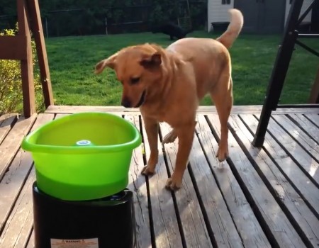 Virales Video „Ballwurfmaschine für Hunde“
