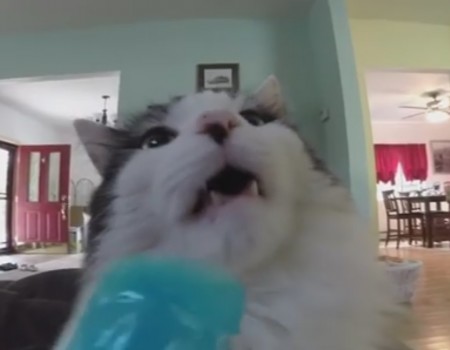 Virales Video „Katzen mit Hirnfrost“