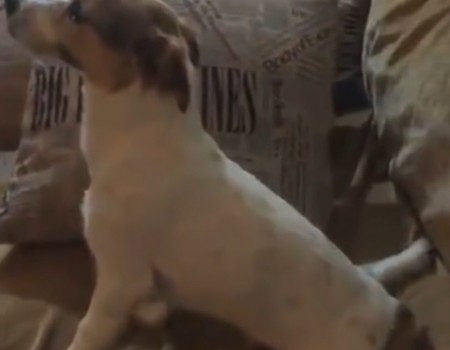 Virales Video „Hund schaut Conjuring“