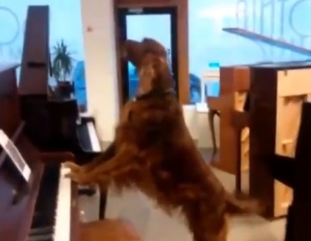 Virales Video „Musikalischer Hund“