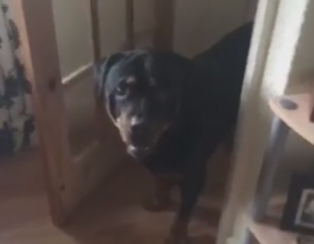 Virales Video „Hund erfährt, dass er keinen Krebs mehr hat“