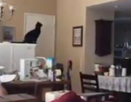 Virales Video „Nur einen Katzensprung entfernt“