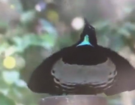 Virales Video „Vogel outet sich als waschechter Poser“