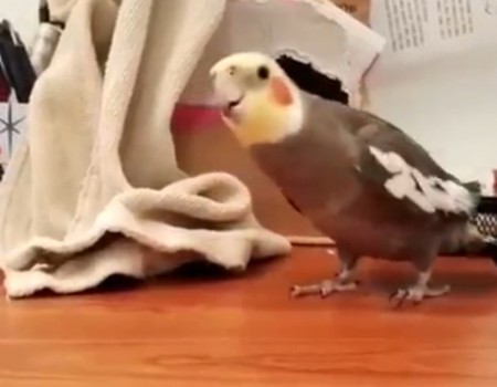 Virales Video „Vogel als Alleinunterhalter“