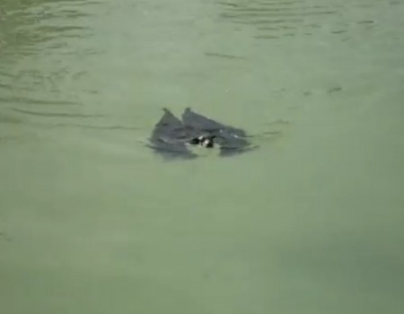 Virales Video „Schwimmende Fledermaus“