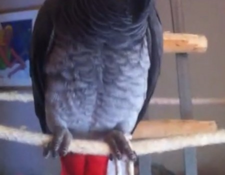 Virales Video „Quietsche-Papagei“