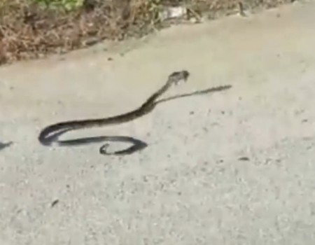 Virales Video „Rattenmutter rettet eigenes Baby vor Schlangentod“